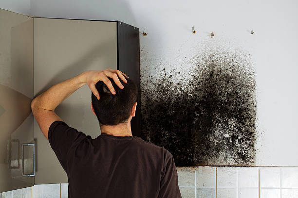 Best Mold Odor Removal Services  in South Hill, NY